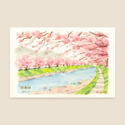 Postcard: Sakura in full bloom in Kawazu, Japan