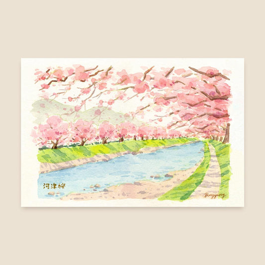 Postcard: Sakura in full bloom in Kawazu, Japan