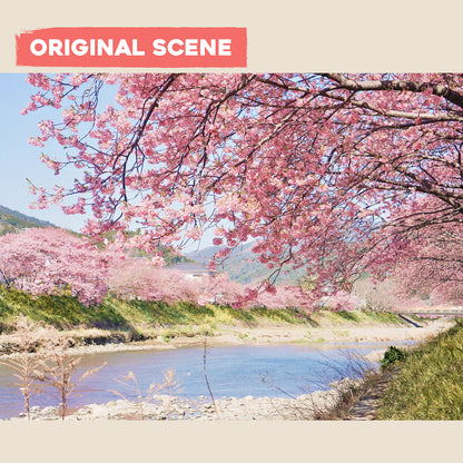 Postcard: Sakura in full bloom in Kawazu, Japan