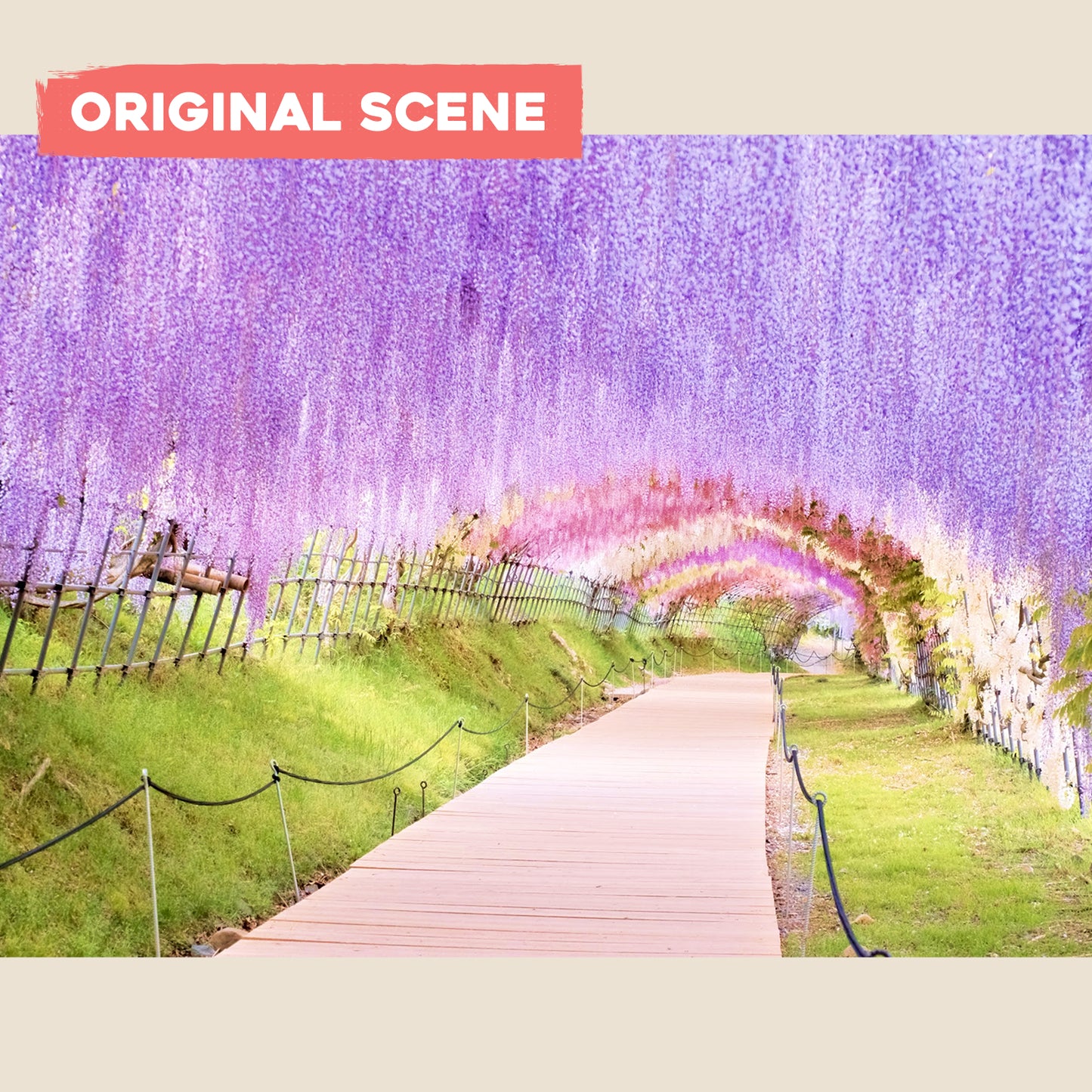 Postcard: Wisteria Garden in Kyushu, Japan