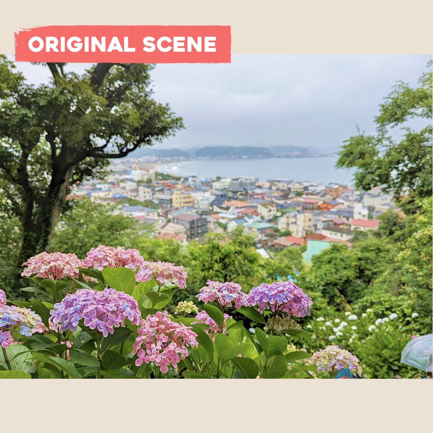 Postcard: Hydrangea Flowers in Kamakura, Japan
