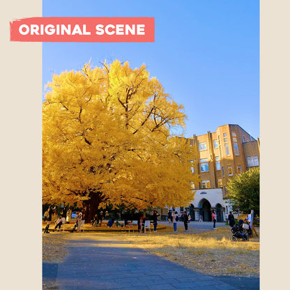 Postcard: Fall in Tokyo - Golden Ginkgo Tree