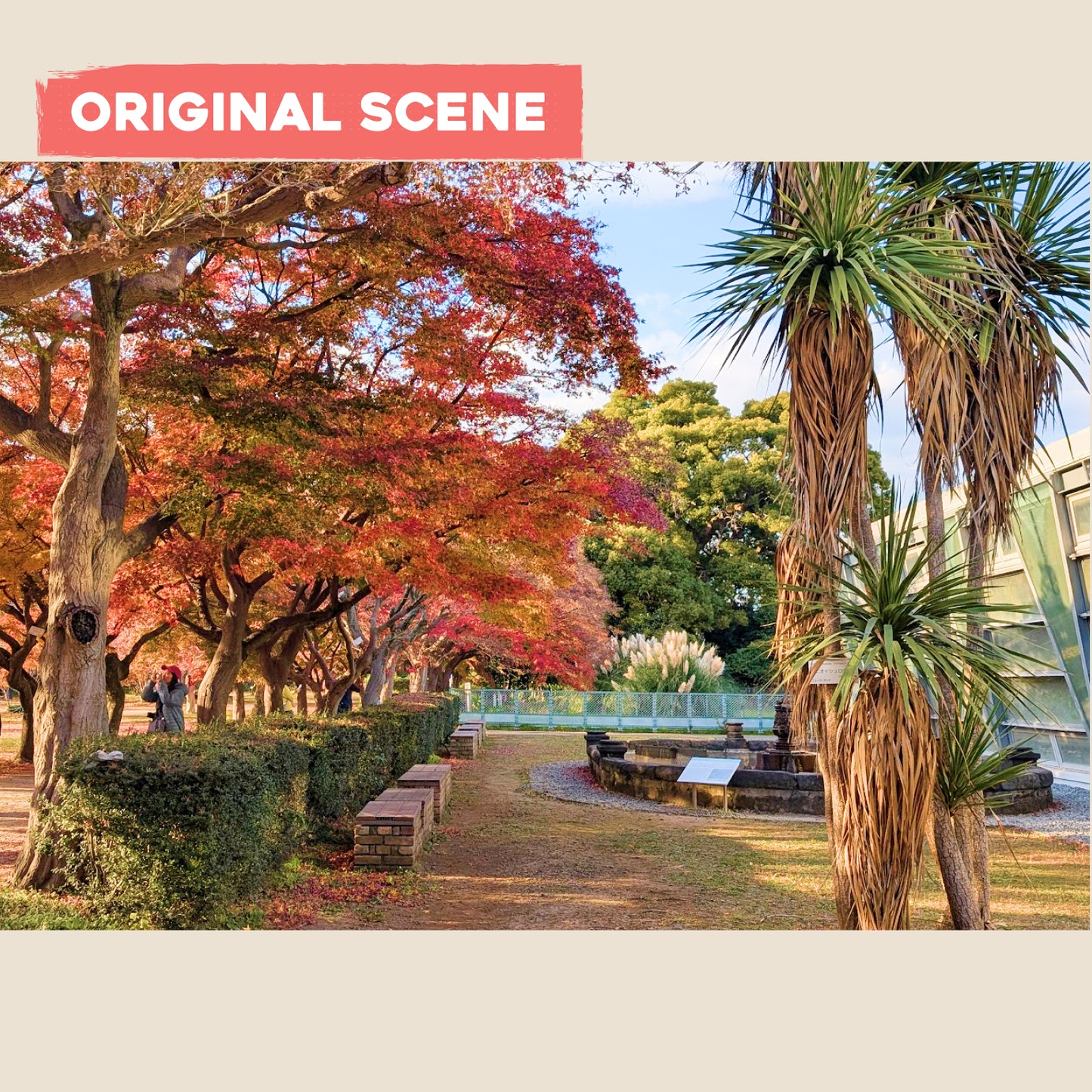 Postcard: Fall in Tokyo - Maple Trees in Koishikawa Botanical Garden