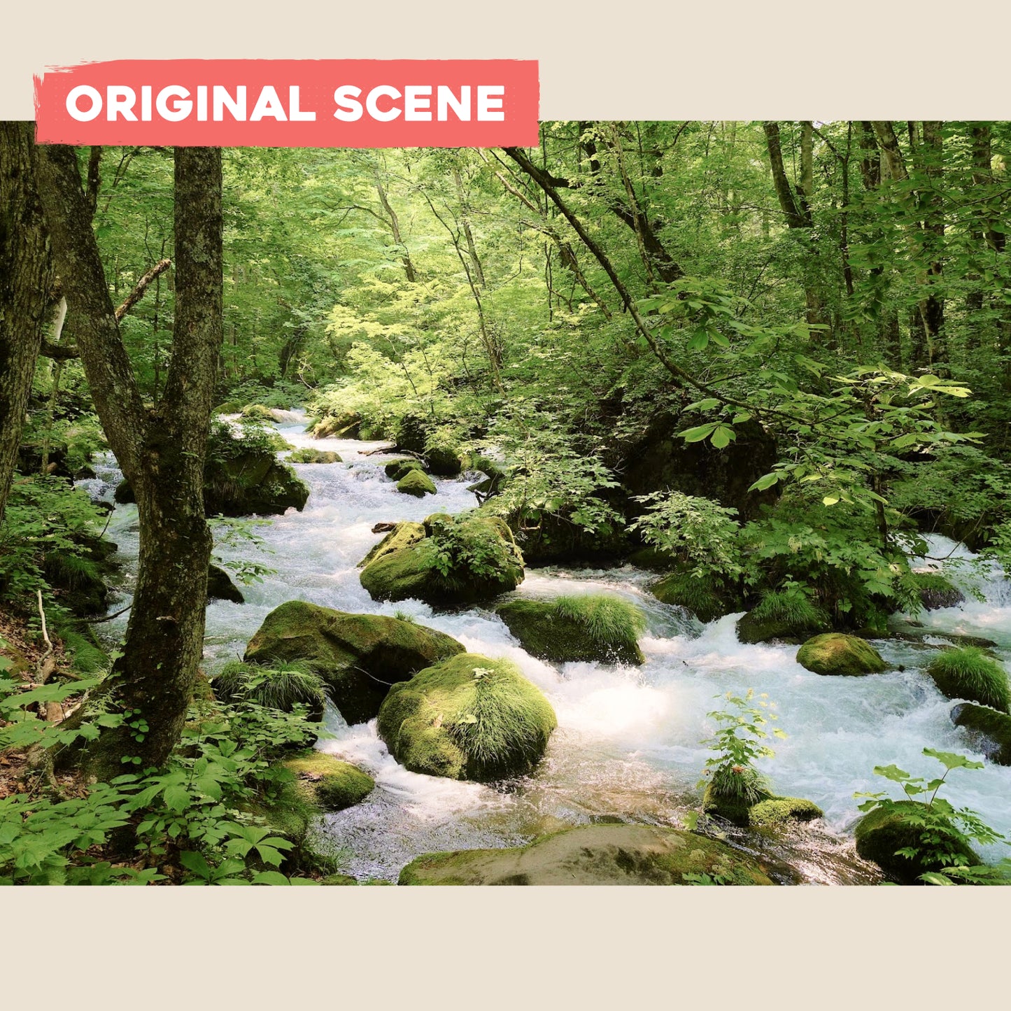 Postcard: Summer Forest Light in Aomori, Japan