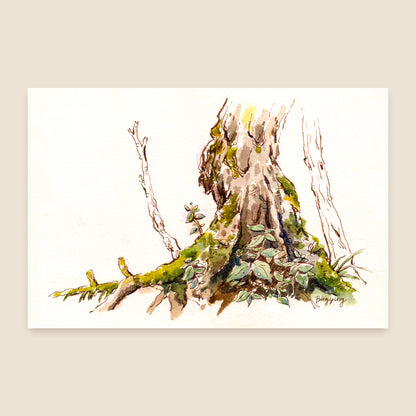 Postcard: Moss Forest in Nagano, Japan