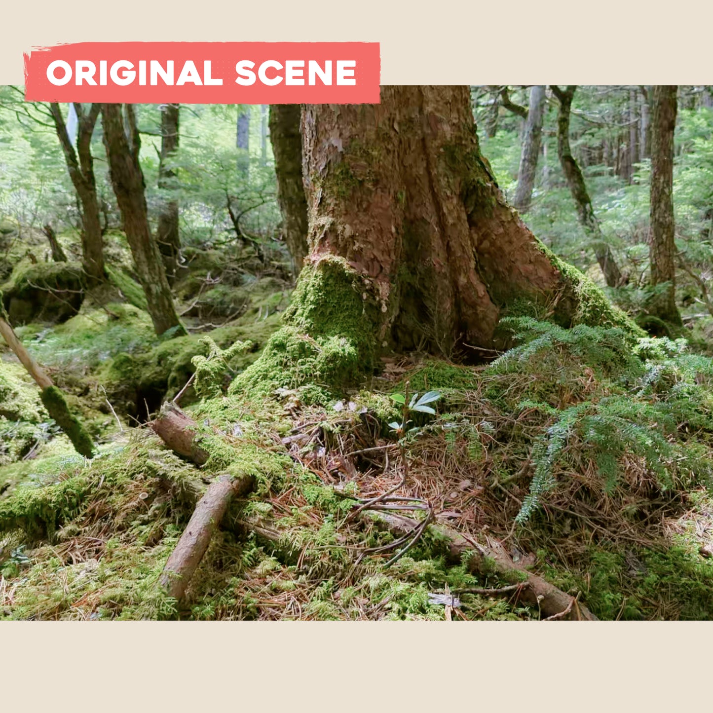 Postcard: Moss Forest in Nagano, Japan