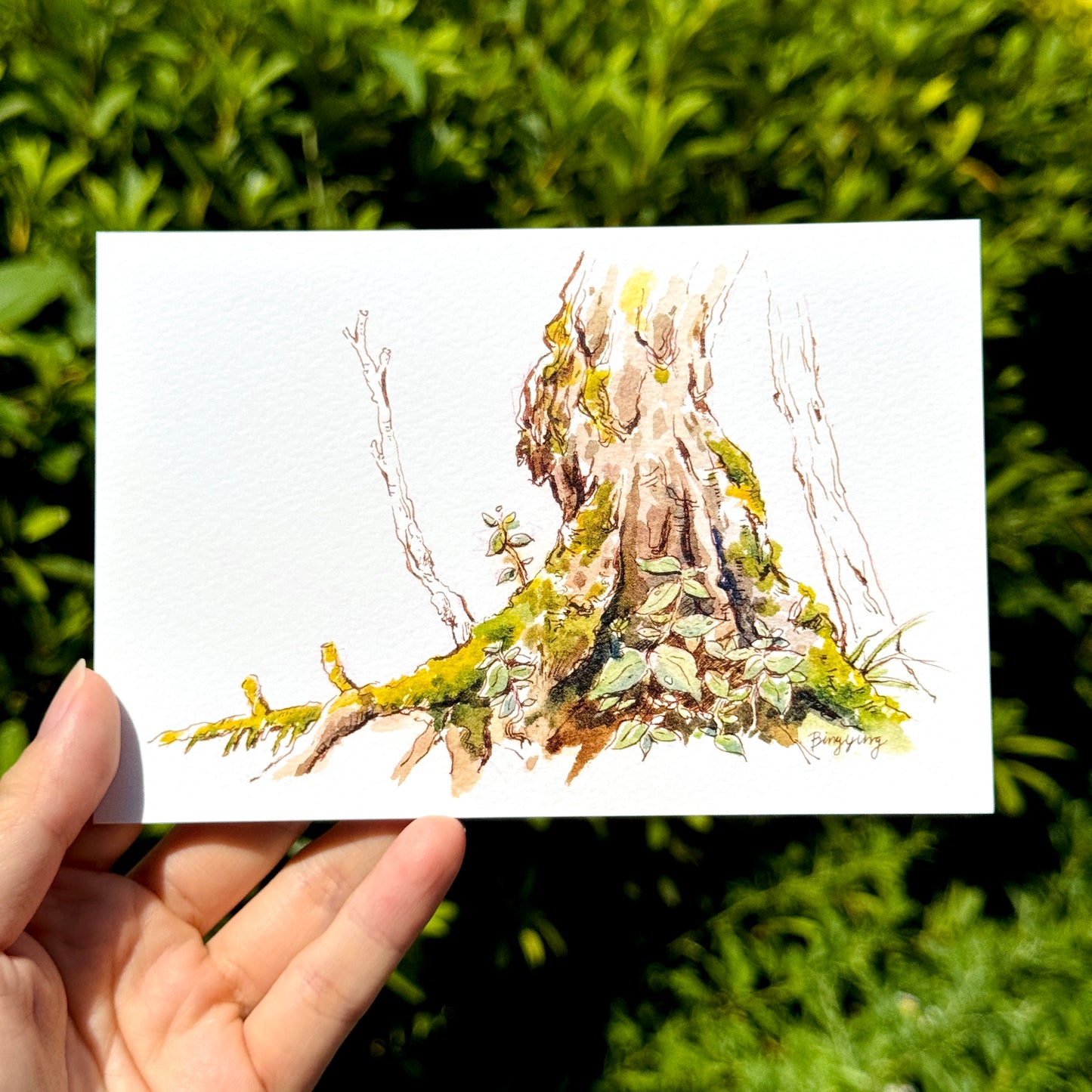 Postcard: Moss Forest in Nagano, Japan