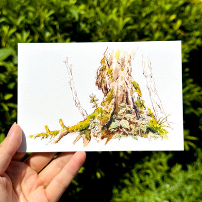 Postcard: Moss Forest in Nagano, Japan