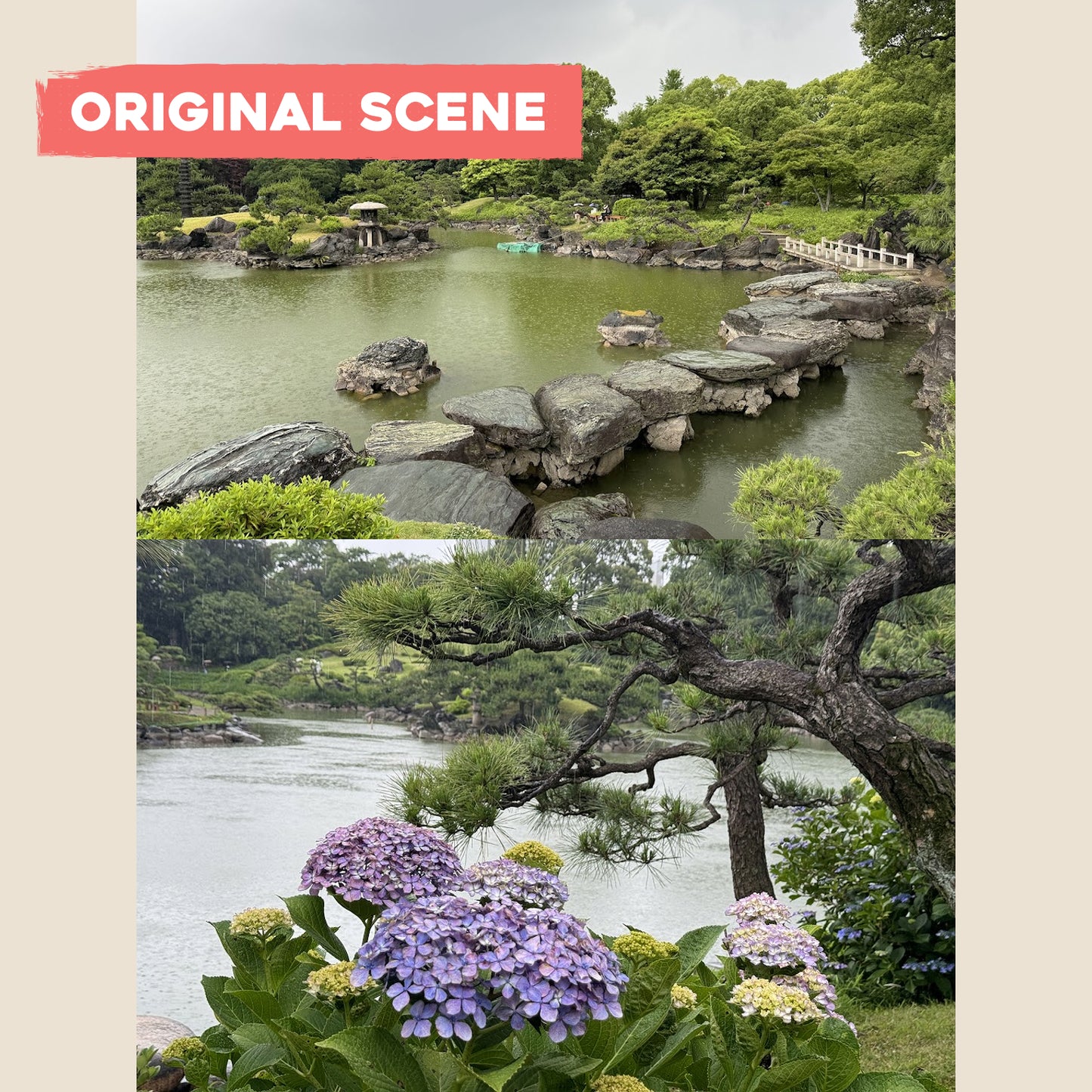 Postcard: Hydrangea Garden in Tokyo