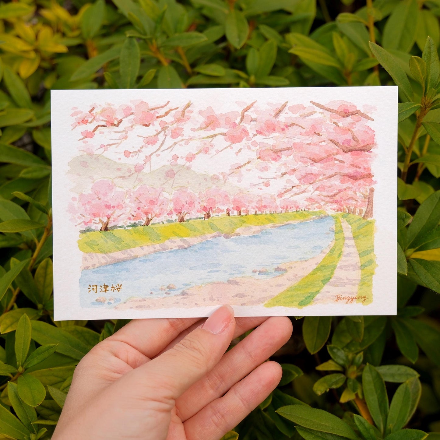 Postcard: Sakura in full bloom in Kawazu, Japan